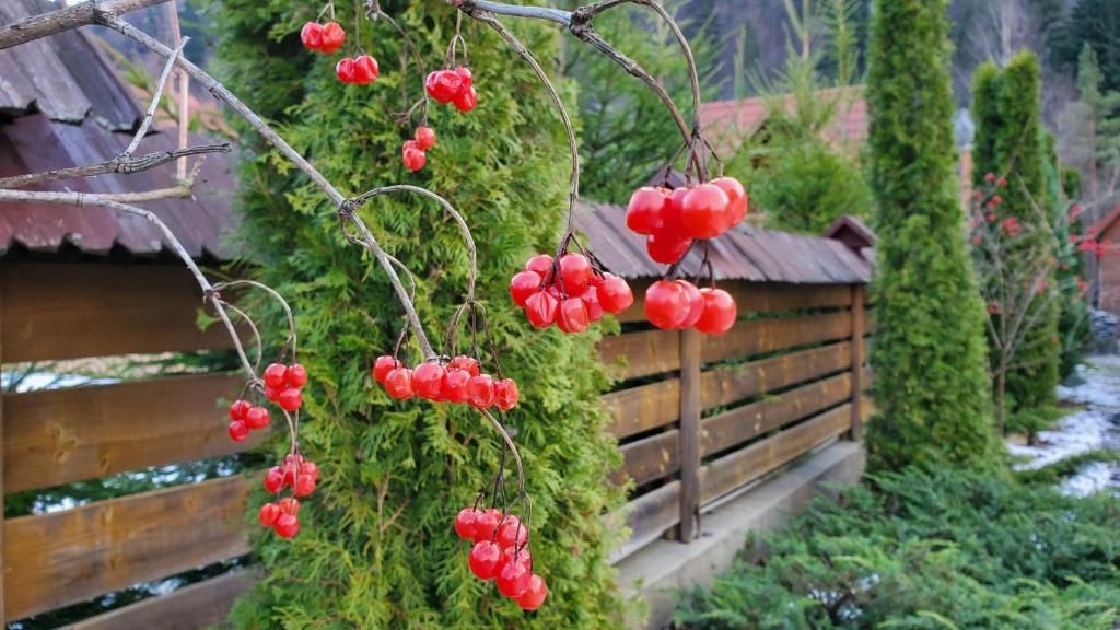 Виллы Котедж 